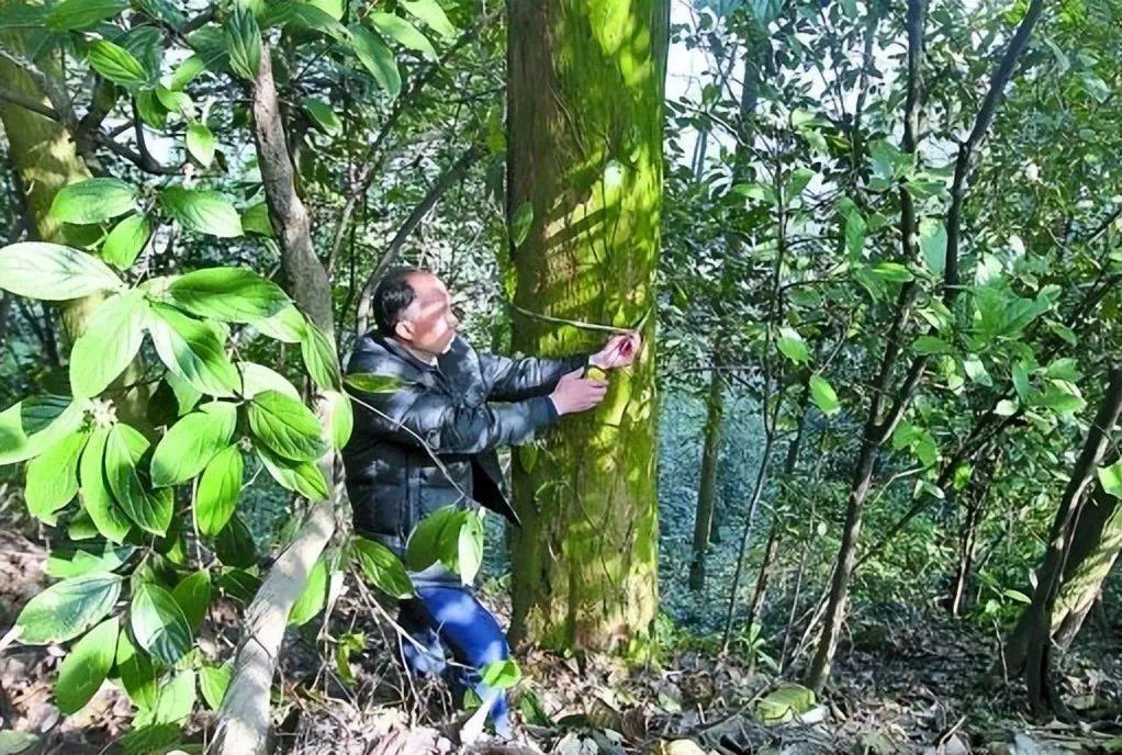 发现3000多株野生南方红豆杉,它们隐藏了什么珍贵的故事?