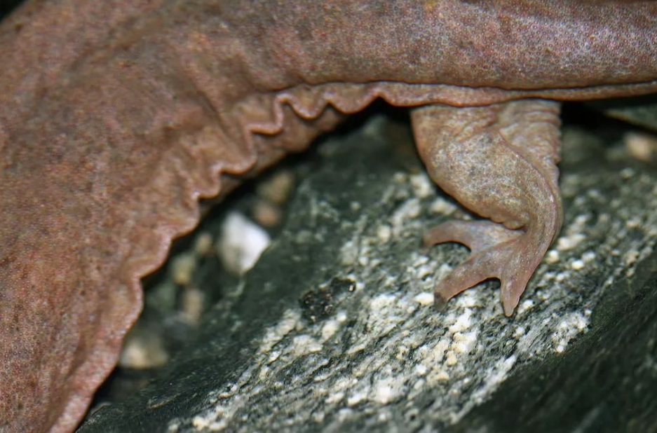 日本发现两只"纯种"中国大鲵,咋回事?