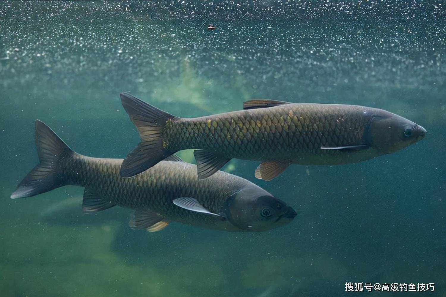 开春钓草鱼的4个要领_活力_时间_效果