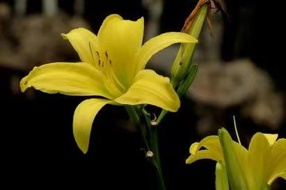 忘忧草对人体的好处_食用_睡眠_作用