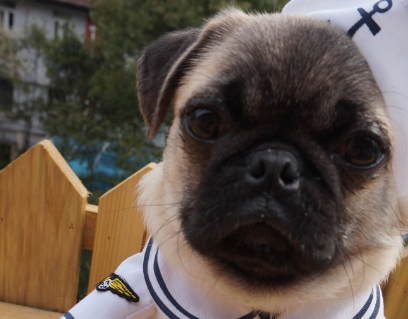 巴哥犬,从小就在我们心中_小时候_八哥_厕所