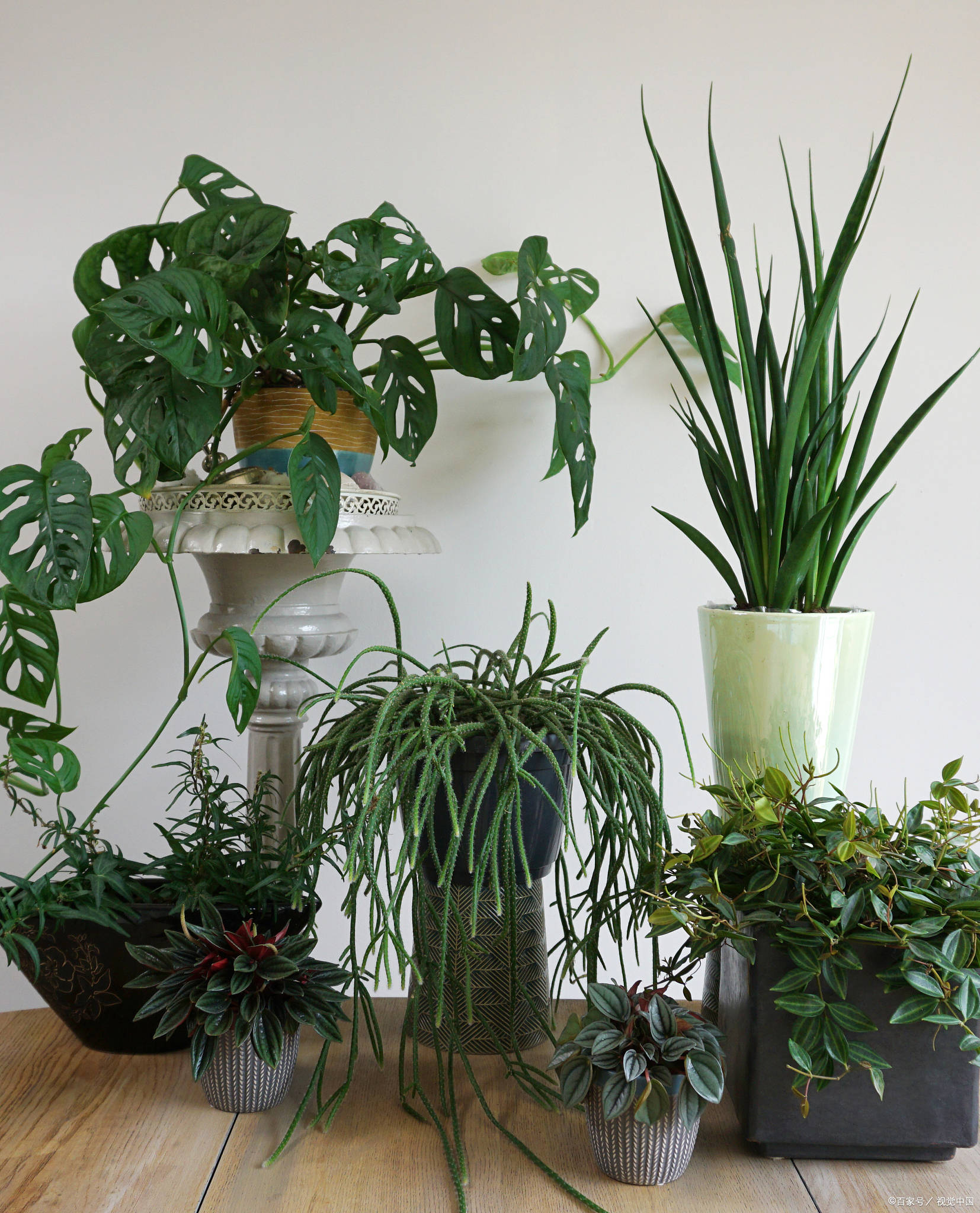 常见的吸甲醛的植物包括吊兰,芦荟,仙人掌,虎尾兰等.