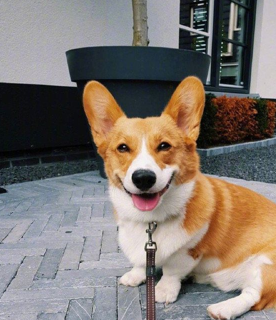 原创给拉布拉多做了个金针菇造型回家狗狗就不理人了