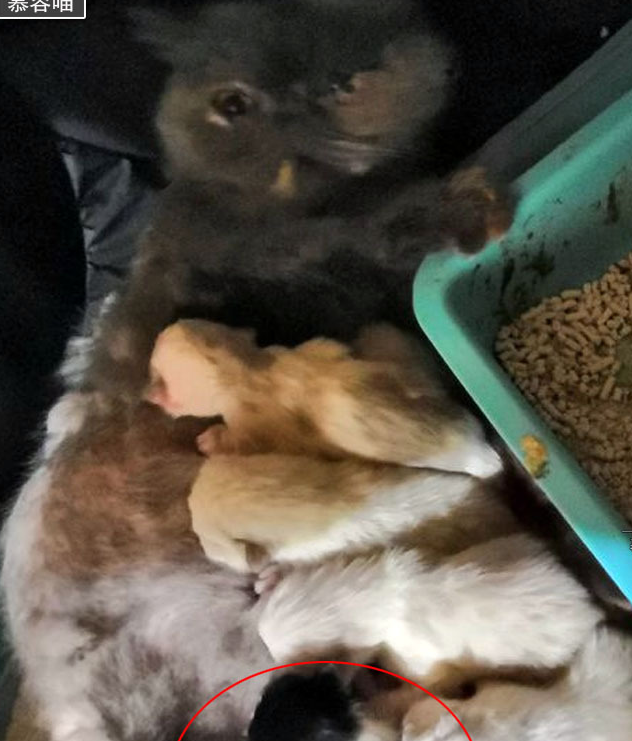 猫爸爸身上也没有黑色的毛发,生出来的猫崽崽大部分是白色的毛发,但是