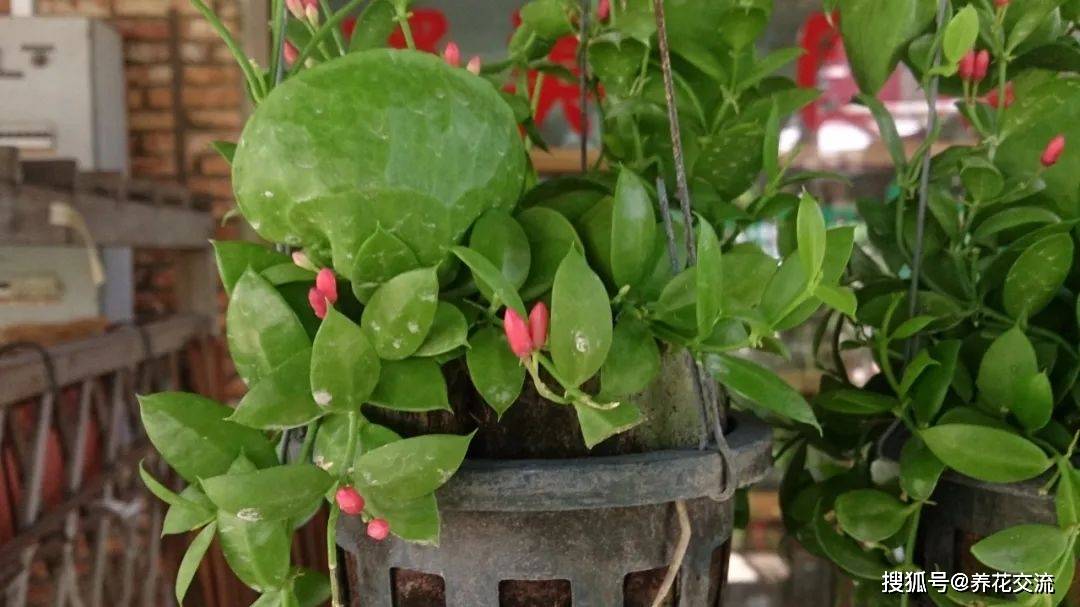 一,生长环境玉荷包是属于夹竹桃科眼树莲属的多年生植物,是原产于