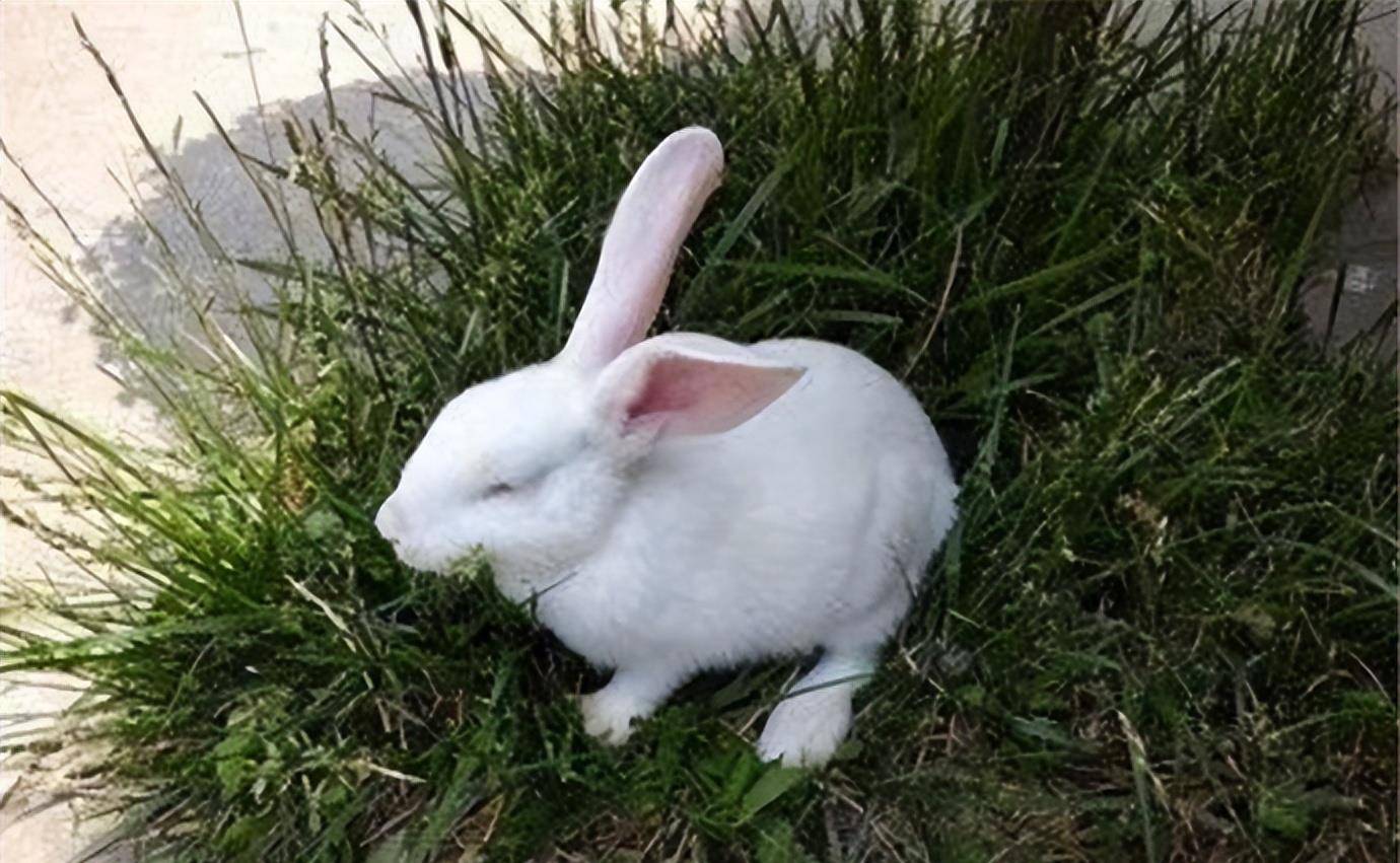 在自然界中,始终存在着物竞天择,适者生存的生存法则,依靠这一法则