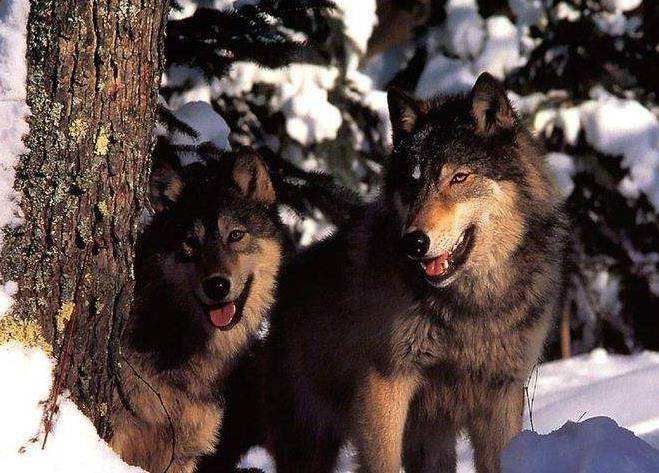 原创女大学生带家传狼皮鉴定专家情绪失控拒绝估价拒绝鉴定