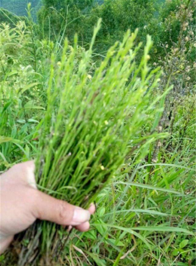 独脚金的珍贵品质独脚金的生长习性告诉我们,无论出生在高山,还是一望