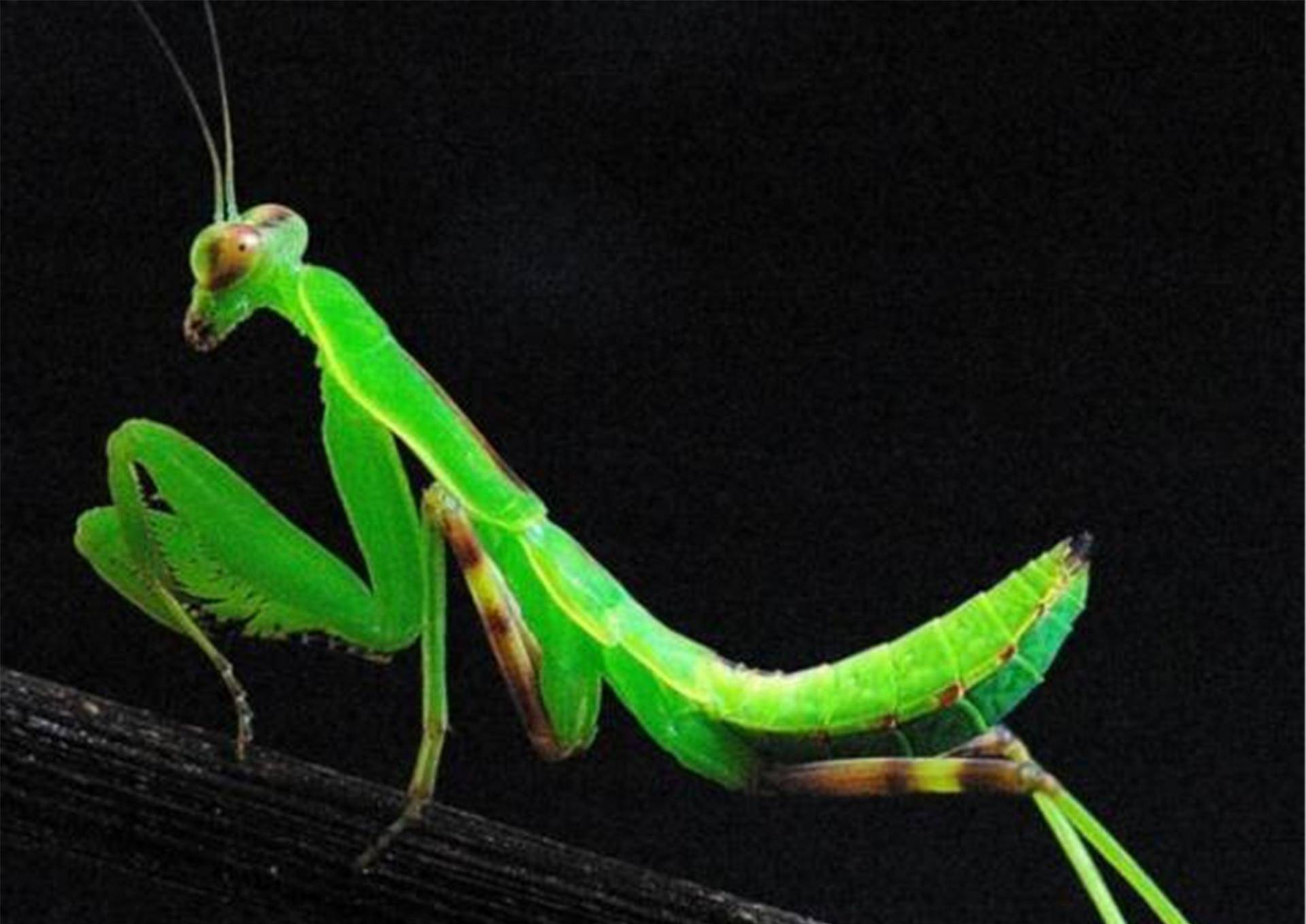 母螳螂吃公螳螂时,公螳螂为何不选择逃跑?