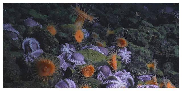 生命_地球_自然