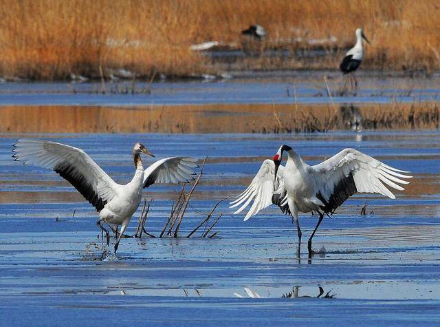 原创爷爷是中国第一代守鹤人女儿和儿子因丹顶鹤牺牲孙女接力守鹤
