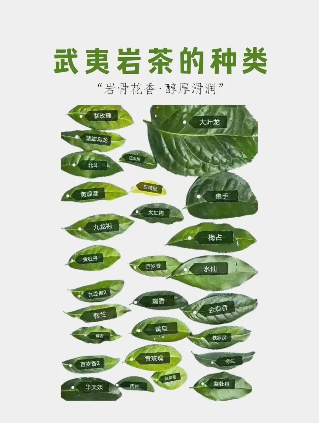 桂花茶叶什么样的人不能喝（桂花茶叶什么样的人不能喝呢）《桂花茶什么人群不能喝》