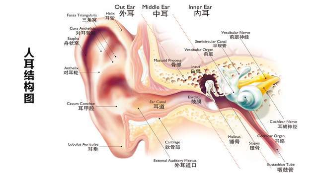 原创全国爱耳日守护声命通道关注耳朵健康从噪音防护开始