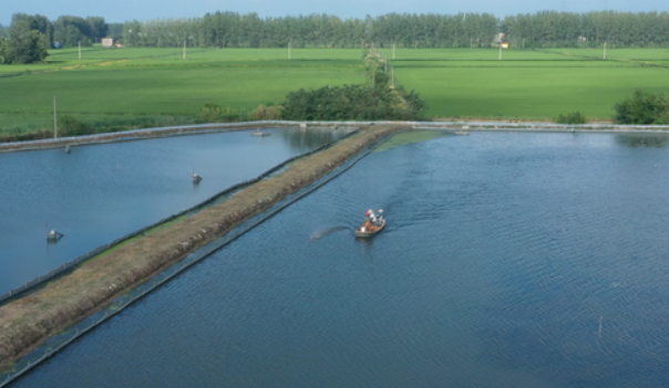 螃蟹养殖肥水要求蟹塘肥水管理需要注意什么三招教你养出好蟹