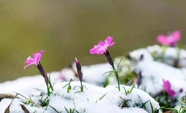 柳条_从教_徐凝