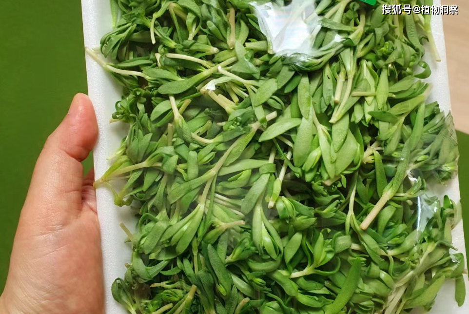 中就有记载:"此草生高山石壁上,立夏后发苗,叶细如米粒,蔓延络石,其根