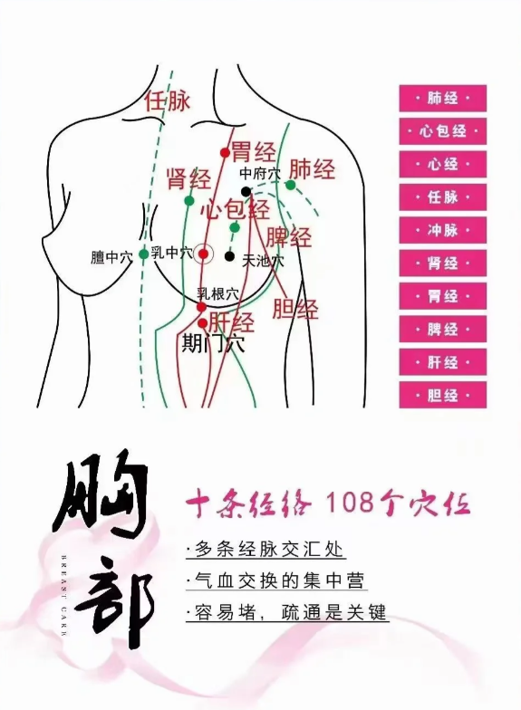 乳房九大经络位置图图片