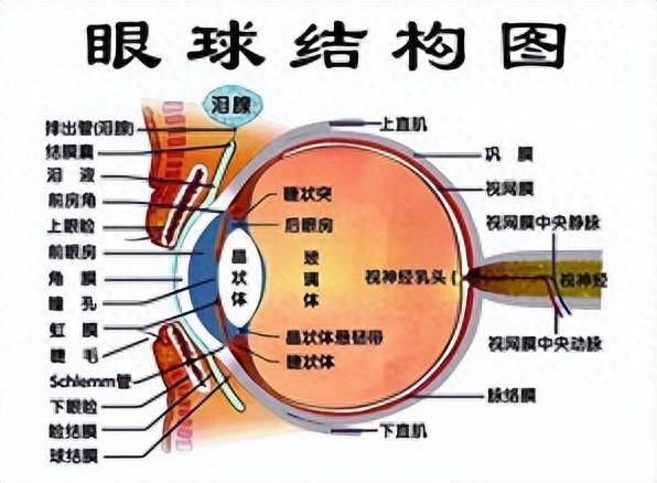 眼球震颤 了解这种常见的眼部问题