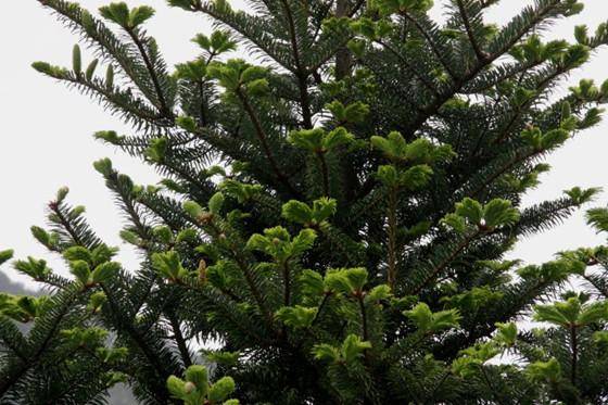 "百山祖冷杉的珍贵之光"_高山_吕文_植物学