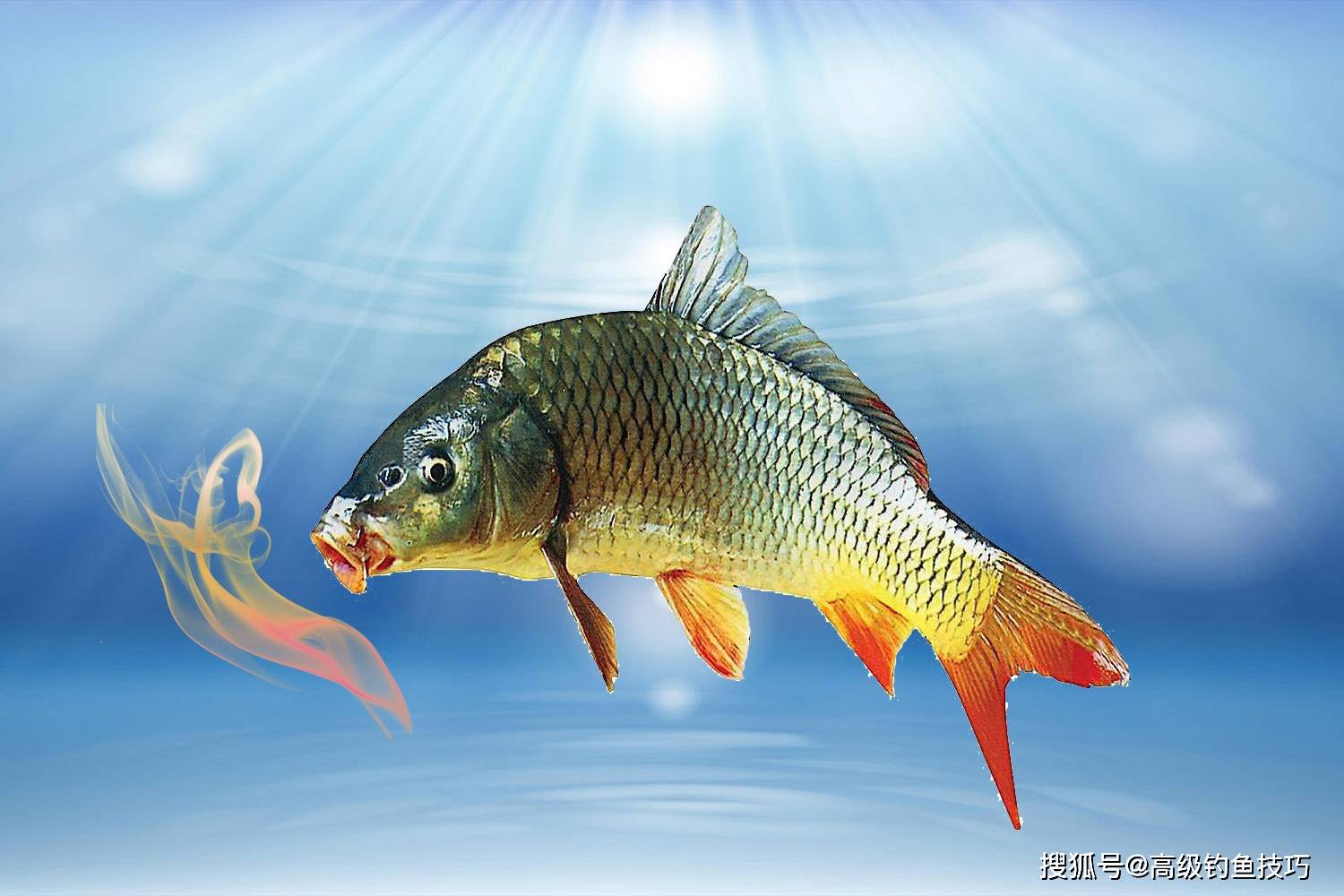 浓引淡钓的精髓，非常有用的钓鱼知识点_搜狐网