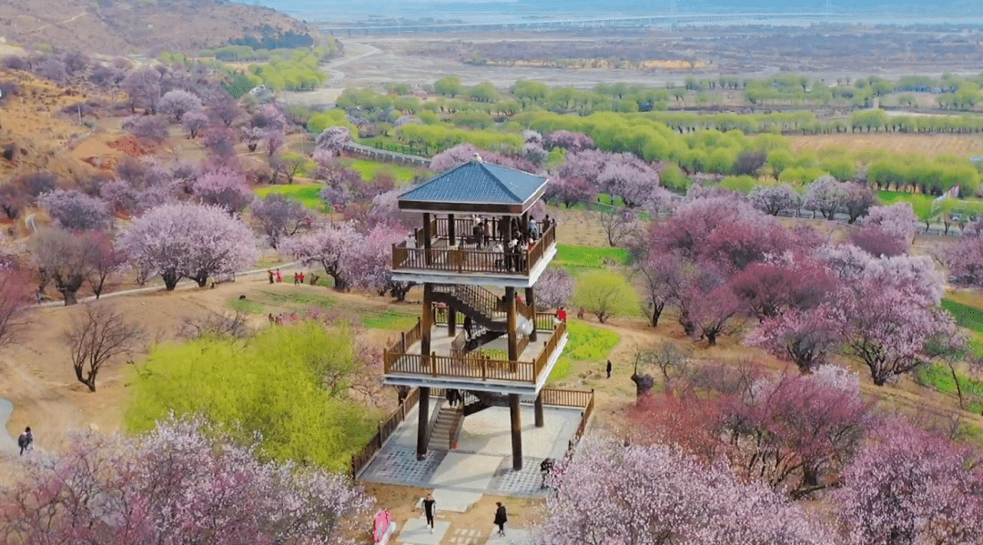并且随着历年来林芝桃花节的成功举办和嘎拉村美丽的桃花盛景,嘎拉村