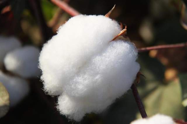 原料短缺,致炮弹生产不足,欧盟官员称被中国卡脖子_欧洲_弹药_硝化棉