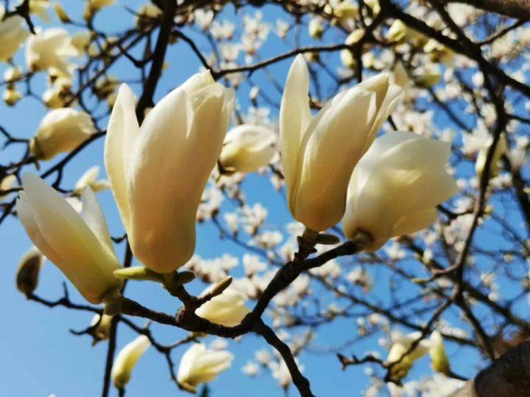 蝶恋花 女神节(外五首)_金登_岁月_不让须眉