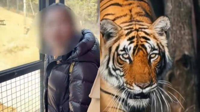 女游客向老虎泼饮料引众怒,网友称:真老虎遇到"母老虎"!