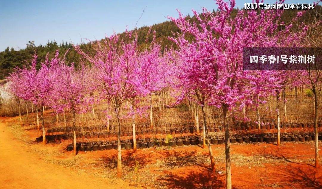 [实时]云南昆明首批开花的四季春1号紫荆树!_苗木_苗圃_气温