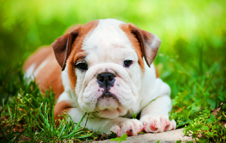 原创3月10日周日农历二月初一哪些属相需要谨慎与调整