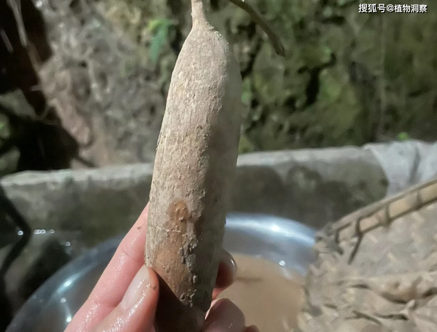 原创天门冬又称天棘八百崽有4大作用价值极高农民朋友要了解