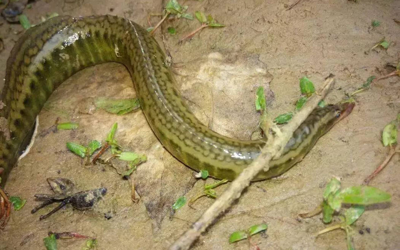 以前喂鸡鸭的农村鱼,现在河里几乎不见,被罗非鱼取代,卖价过100_养殖