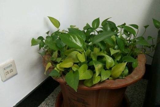 原创药片过期拿来泡水用来养绿萝7天窜新根叶片油绿