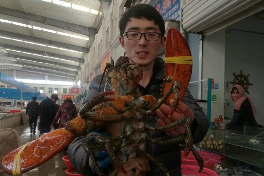 澳洲龙虾100块钱一斤贵不看货后朋友们说你赚大了