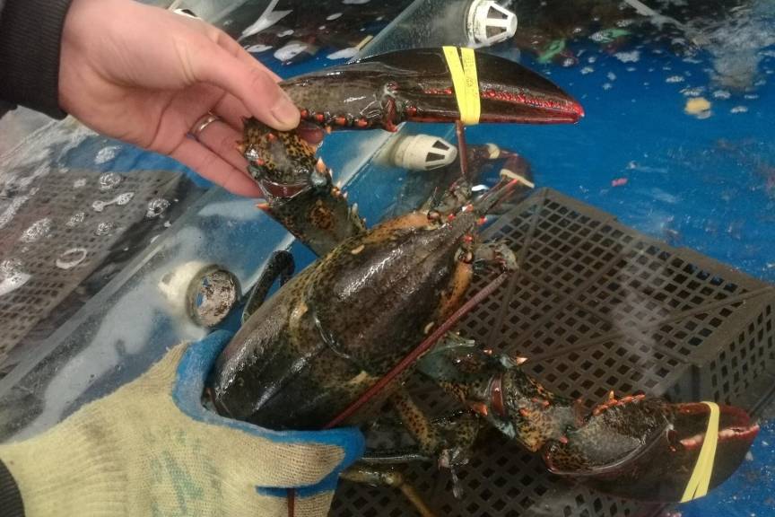 澳洲龙虾100块钱一斤贵不看货后朋友们说你赚大了