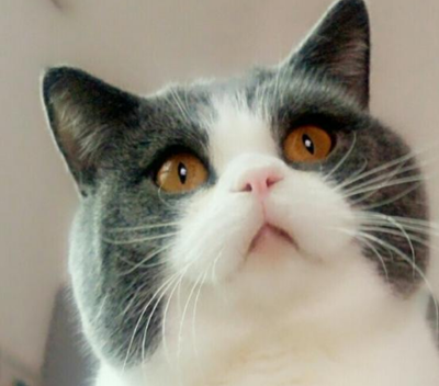 原创英短蓝白换毛会变深吗英短蓝白换毛怎样会漂亮