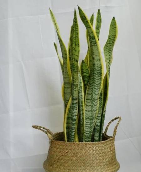 原创虎皮兰也爱喝小酒兑水浇盆里土壤营养足疯长2米高