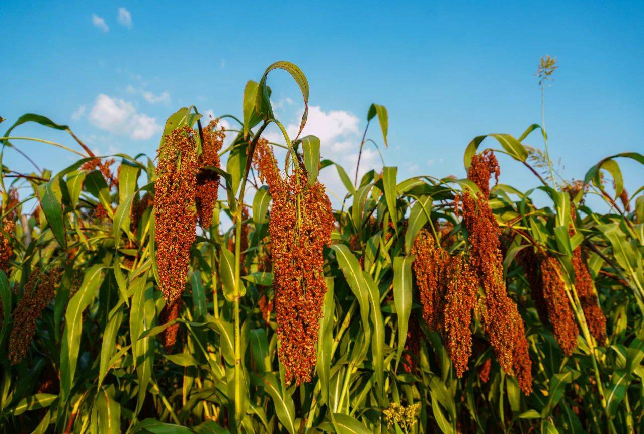 郎酒发放300余吨专用糯红高粱种_种植_品质_酿造