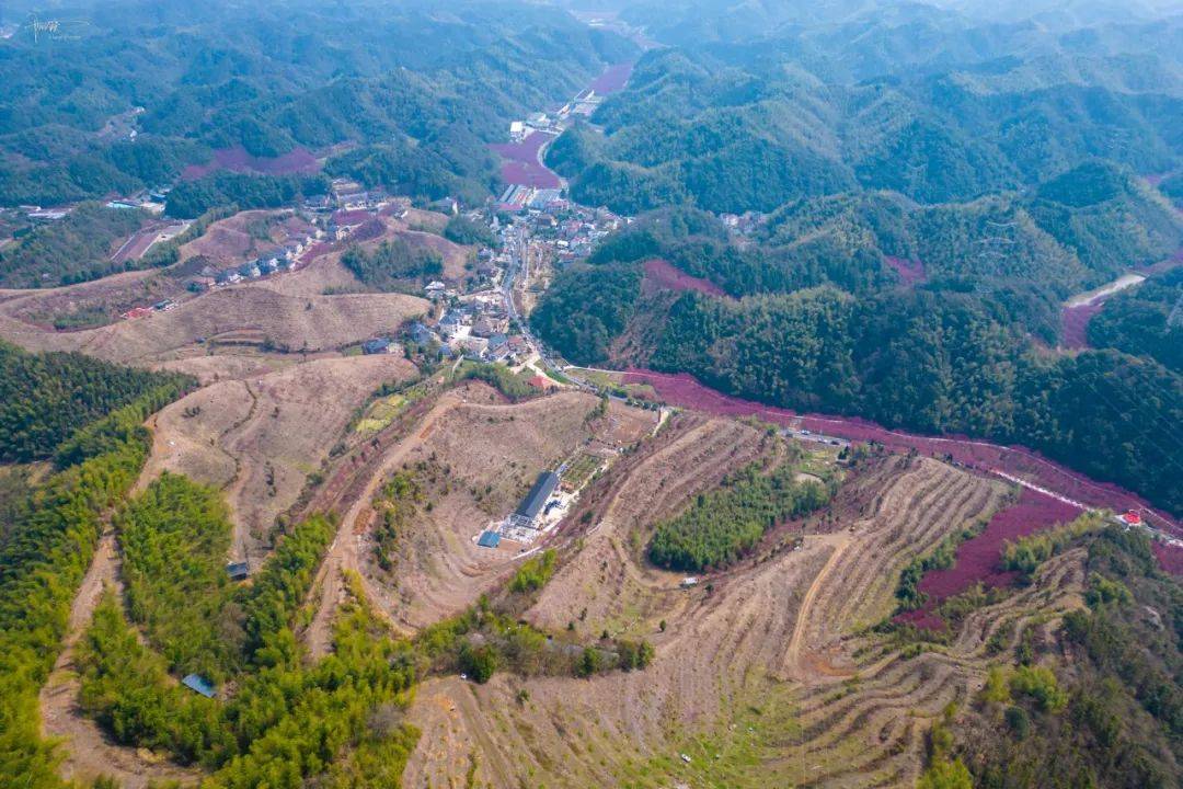 原创10万棵红樱竞相盛开美爆了的米积村迅速引来无数杭州人踏青