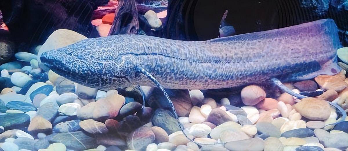 肺鱼_进行_食物