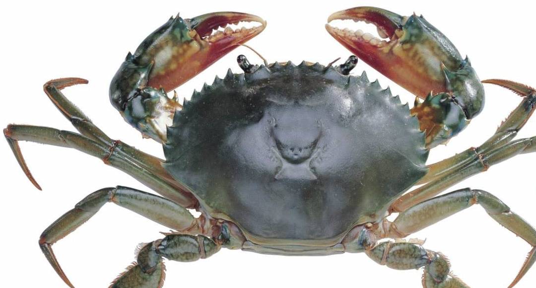 推动世界前进的吃货力量_螃蟹_什么_食物