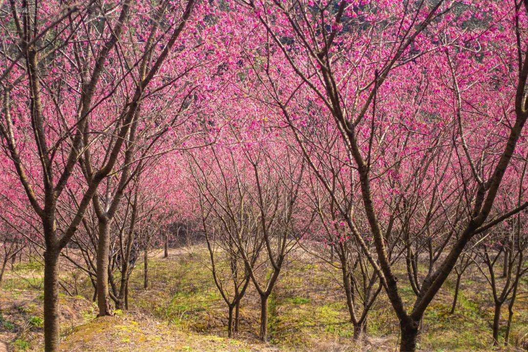 米积村樱花图片