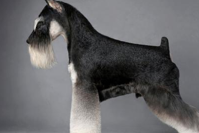 有人说这只狗狗多大的时候看着都像老头,其实它是主人的忠实伙伴_家庭