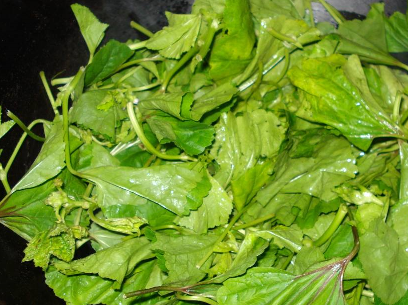 这一道菜不容错过,维生素c高于柑桔,要记得给家人吃_荠菜_野菜_含量