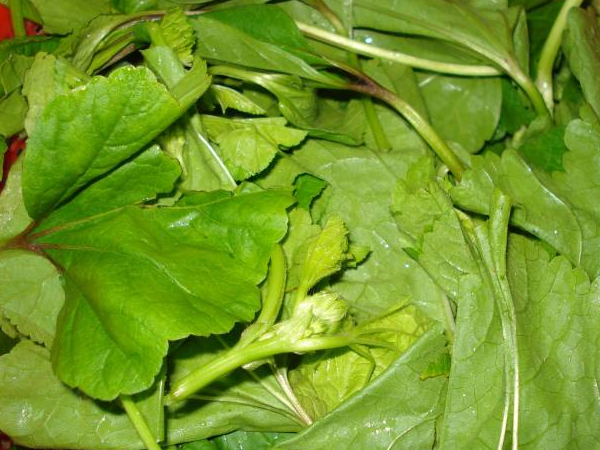 清明前后,这一道菜不容错过,维生素c高于柑桔,要记得给家人吃_荠菜_野