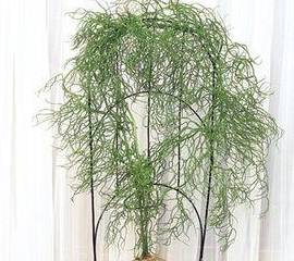 原创仙农村人都叫仙鞭草看起来很丑长出来的叶子十分漂亮