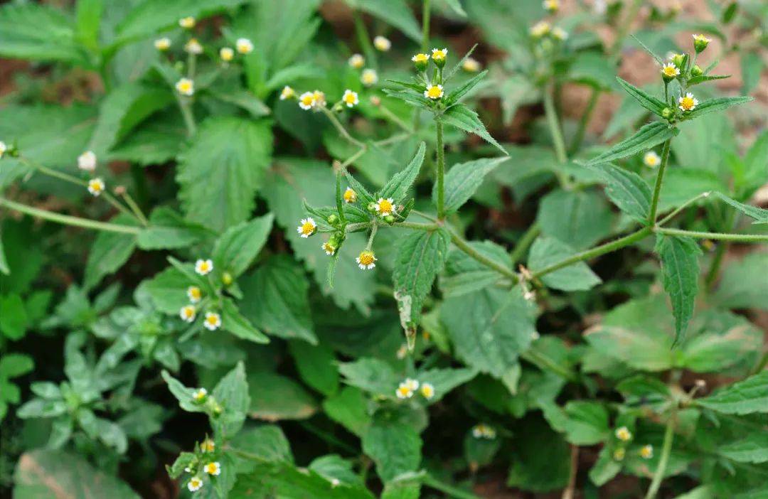 这种恶草在全球都"臭名昭著",却很有价值,能当野菜还能做火锅底料
