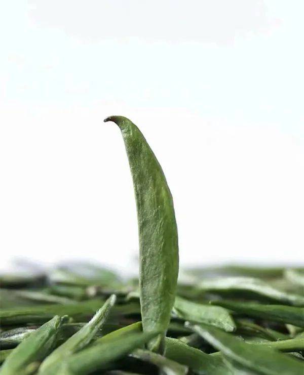 最银南云南的竹叶青喝过吗