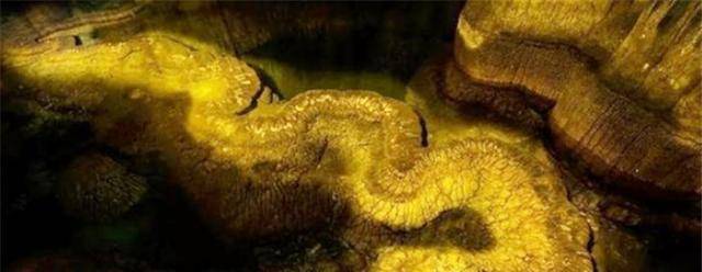 原创真龙现世长近13米最粗处达6米专家存在上亿之久