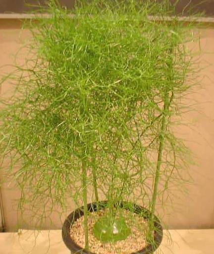 原创仙农村人都叫仙鞭草看起来很丑长出来的叶子十分漂亮